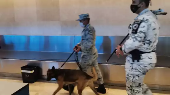 Los elementos caninos realizan el recorrido olfateando en búsqueda de objetos que pudieran resultar extraños