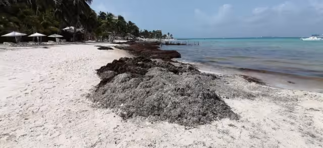 Concesionarios de la Zona Federal abrieron canales en la playa para depositar las algas
