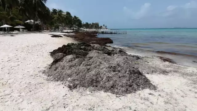 Concesionarios de la Zona Federal abrieron canales en la playa para depositar las algas