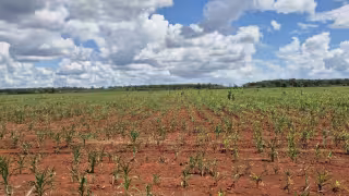 Sequía arrasa cultivos de maíz; 640 productores buscan Seguro Catastrófico