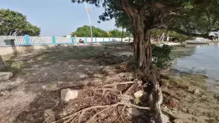 Pescadores acusan a la Apiqroo  de destruir plantas de manglar en Isla Mujeres