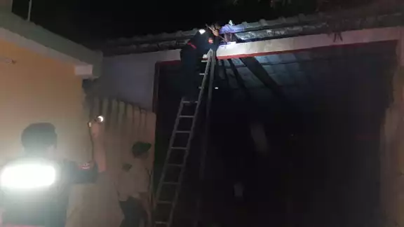 Las abejas se encontraban en la terraza de su vivienda Las abejas se encontraban en la terraza de su vivienda