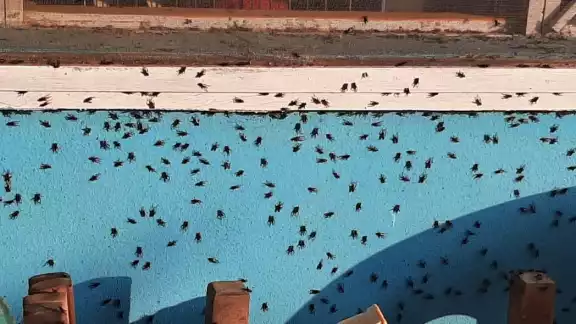 Los habitantes de Palizada señalan que el uso excesivo de insecticidas podría afectarlos Los habitantes de Palizada señalan que el uso excesivo de insecticidas podría afectarlos