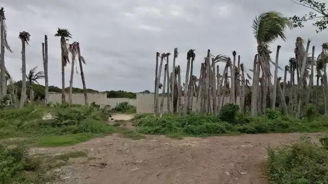 La constructora del Hotel Mirada destruyó 100 palmas chit