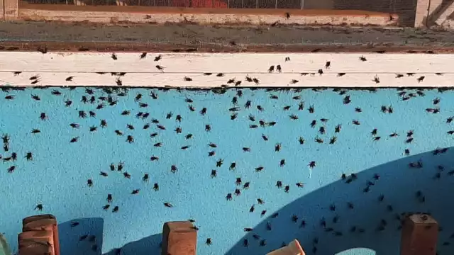 Los habitantes de Palizada señalan que el uso excesivo de insecticidas podría afectarlos