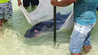 El cachalote de edad juvenil, tenía heridas en la cabeza