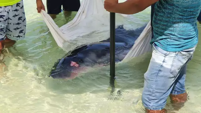 El cachalote de edad juvenil, tenía heridas en la cabeza