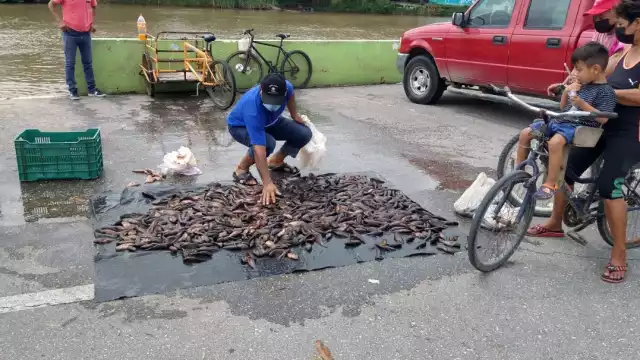 La topota también es regalada por algunos pescadores