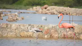 Detectan aumento en la población de flamencos en las ciénegas de Progreso