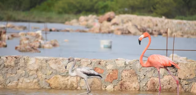 Unidad de Control y Protección Animal registra un incremento en la población del flamenco rosa