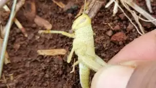 Sanidad Vegetal en Campeche elimina langostas en el municipio de Tenabo