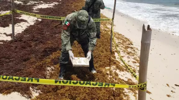 El pasado jueves se registró este tipo de hallazgo también en Playa del Carmen y Tulum El pasado jueves se registró este tipo de hallazgo también en Playa del Carmen y Tulum