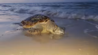Alertan por riesgos a la salud por consumo ilegal de carne de tortuga marina en Yucatán