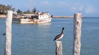 Pesca de mero en Yucatán mantiene ritmo: embarcaciones ya preparan segunda salida