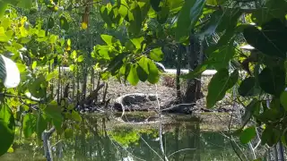Destrucción de manglares empuja a cocodrilos hacia zonas pobladas en Chicxulub Puerto