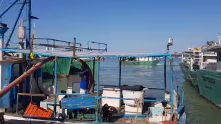 Sector pesquero en Yucatán depende del mercado internacional tras fin de la veda del mero