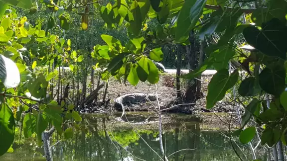Los reptiles han aparecido en zonas que están invadidas en la ciénaga de Chicxulub Los reptiles han aparecido en zonas que están invadidas en la ciénaga de Chicxulub