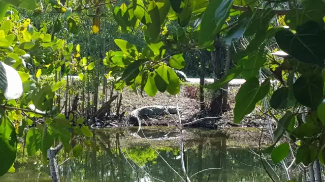 Los reptiles han aparecido en zonas que están invadidas en la ciénaga de Chicxulub