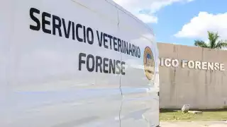 Continúa el envenenamiento masivo de perros en Yucatán; hallan a 15 sin vida en Chicxulub