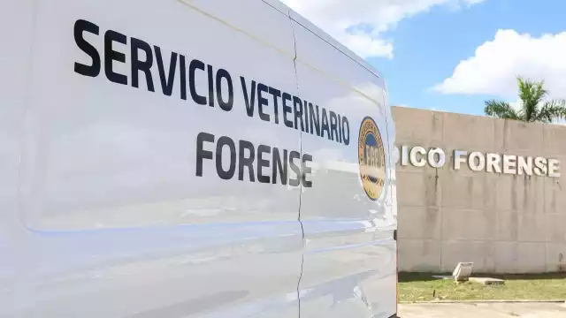 Los perros fueron envenenados con alimento en Chicxulub