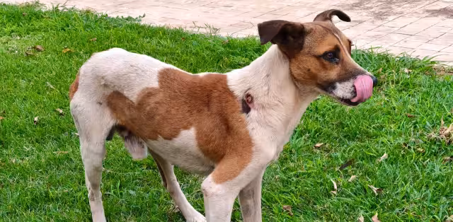 Escárcega y Calkiní tienen tres caninos con gusano barrenador en el cuerpo