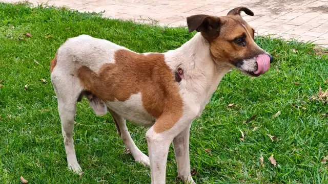 Escárcega y Calkiní tienen tres caninos con gusano barrenador en el cuerpo