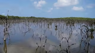 Ejidatarios de Calkiní cuestionan pagos de bonos de carbono