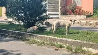 Perros callejeros agudizan el posible brote de gusano barrenador en perros en Escárcega