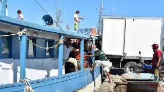 Pescadores de Progreso piden extender la temporada de captura de pulpo 