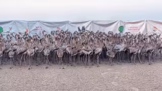 Anillan flamencos en la Reserva de Ría Lagartos para proteger a la especie en Yucatán