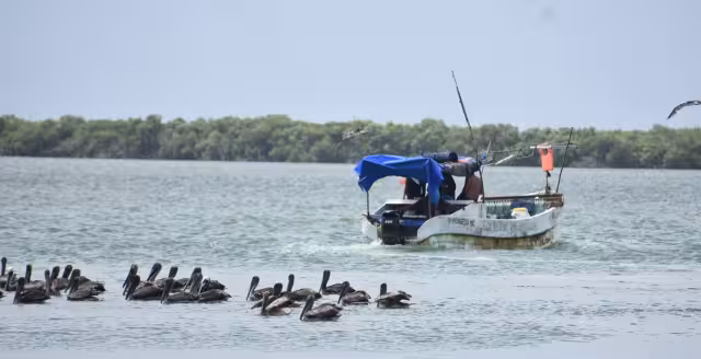 Los pescadores han denunciado diversos casos de captura ilegal de especies marinas en veda