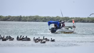 Denuncian “huateo” en Progreso: pescadores venden producto de forma ilegal en altamar