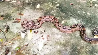 Las boas son las principales serpientes más grandes del Sureste