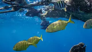 Playas y lagunas de Quintana Roo, afectadas por la falta de aplicación de Ley de Residuos