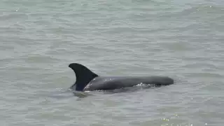 Exigen a la Unacar rechazar convenio para experimentar con mamíferos en Ciudad del Carmen