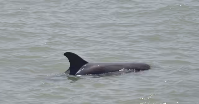 Ambientalistas piden rechazar convenio de la Unacar y Aquademia para supuestos experimentos con animales