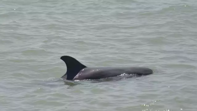 Ambientalistas piden rechazar convenio de la Unacar y Aquademia para supuestos experimentos con animales