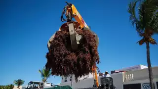 Junio, julio y agosto destacaron como los meses en que más algas se acumularon en la isla, especialmente en las costas del lado Oriental de Cozumel.