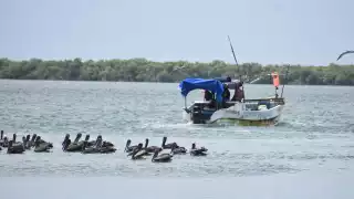 Pescadores de Progreso esperan buen cierre de la temporada de pulpo