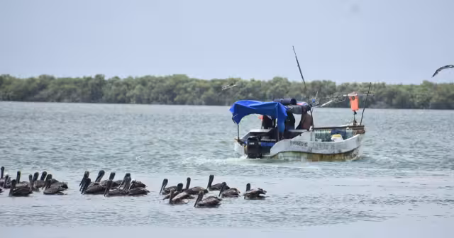Próximos nortes beneficiarían a los pescadores al concluir la temporada de captura del molusco