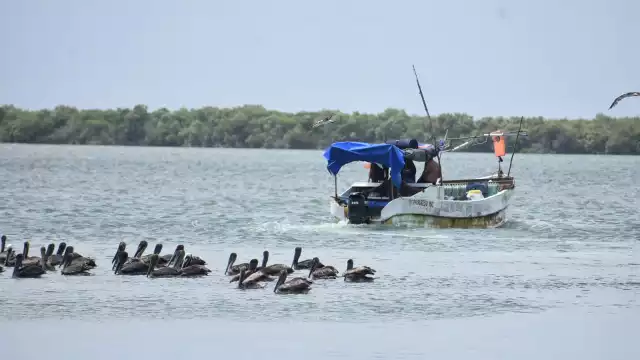 Próximos nortes beneficiarían a los pescadores al concluir la temporada de captura del molusco