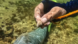 Detectan microplásticos en peces endémicos de cenotes de Playa del Carmen