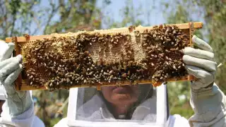   Profepa traza ruta legal para   esclarecer el ecocidio en Nohalal: Buscan a quien   mató a millones de abejas y advierte severas sanciones 