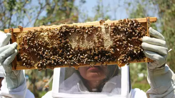 La apicultura yucateca enfrenta su mayor crisis ante el uso de productos químicos en el campo La apicultura yucateca enfrenta su mayor crisis ante el uso de productos químicos en el campo