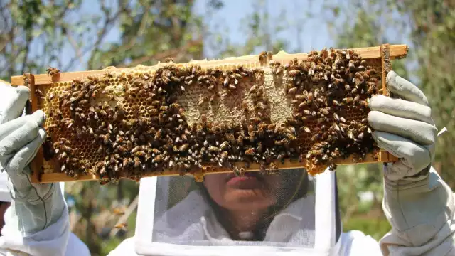 La apicultura yucateca enfrenta su mayor crisis ante el uso de productos químicos en el campo