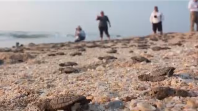 En diciembre del 2022, la ínsula se convirtió en santuario de quelonios, junto a otras 16 playas de anidación en el país