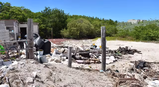 Manglares desaparecen poco a poco en la costa de Yucatán por invasiones y construcciones irregulares