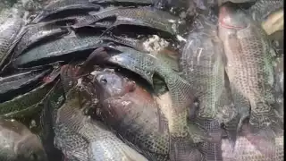 El 50 por ciento de las granjas de Tilapia ubicadas en el municipio de Carmen fueran abandonadas durante dos años de pandemia