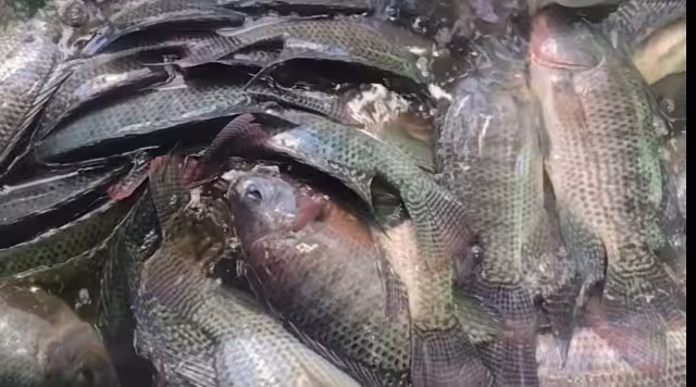 El 50 por ciento de las granjas de Tilapia ubicadas en el municipio de Carmen fueran abandonadas durante dos años de pandemia