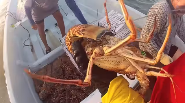 El año pasado el costo del producto se desplomó hasta 60%